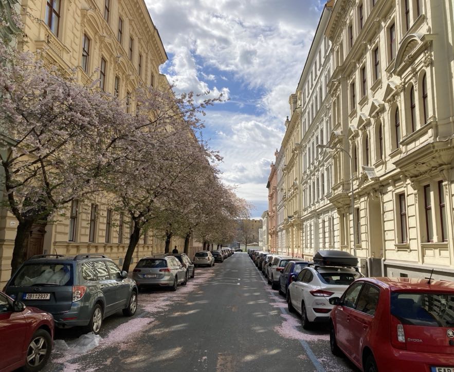 Rozkvetlá alej v ulici s historickými činžovními domy